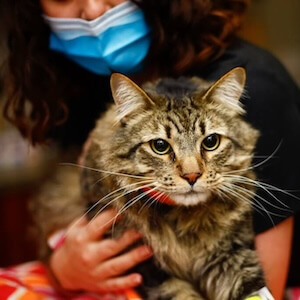 Cat Veterinary Care