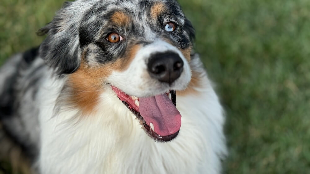 Dog Veterinary Care in Amarillo