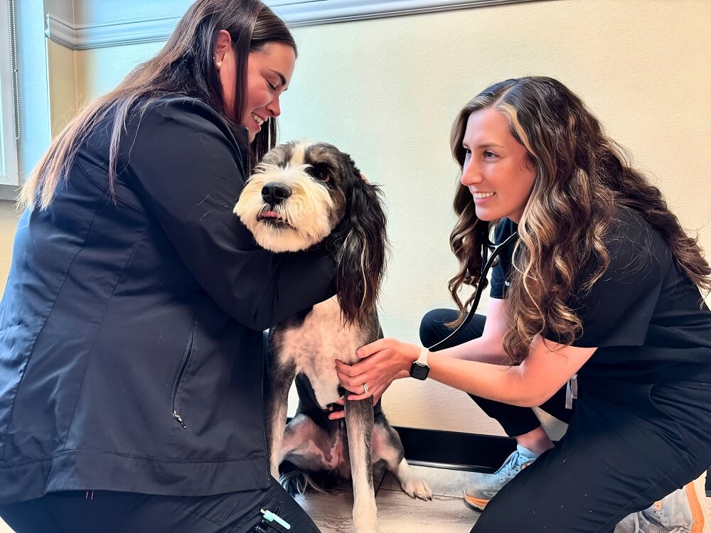 Emergency vet in Amarillo