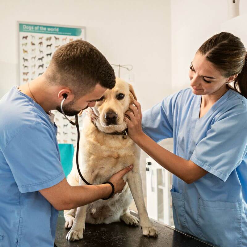 veterinary-team-performing-dog-exam