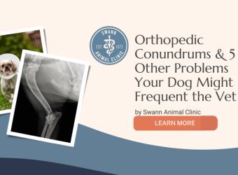 Orthopedic Conundrums &amp; 5 Other Problems Your Dog Might Frequent the Vet