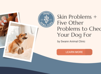 Skin Problems + Five Other Problems To Check Your Dog For