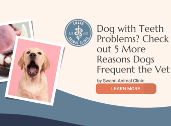 Dog With Teeth Problems? Check Out 5 More Reasons Dogs Frequent the Vet