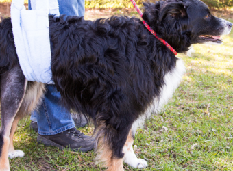 My Dog Tore Its Cruciate Ligament, Now What?