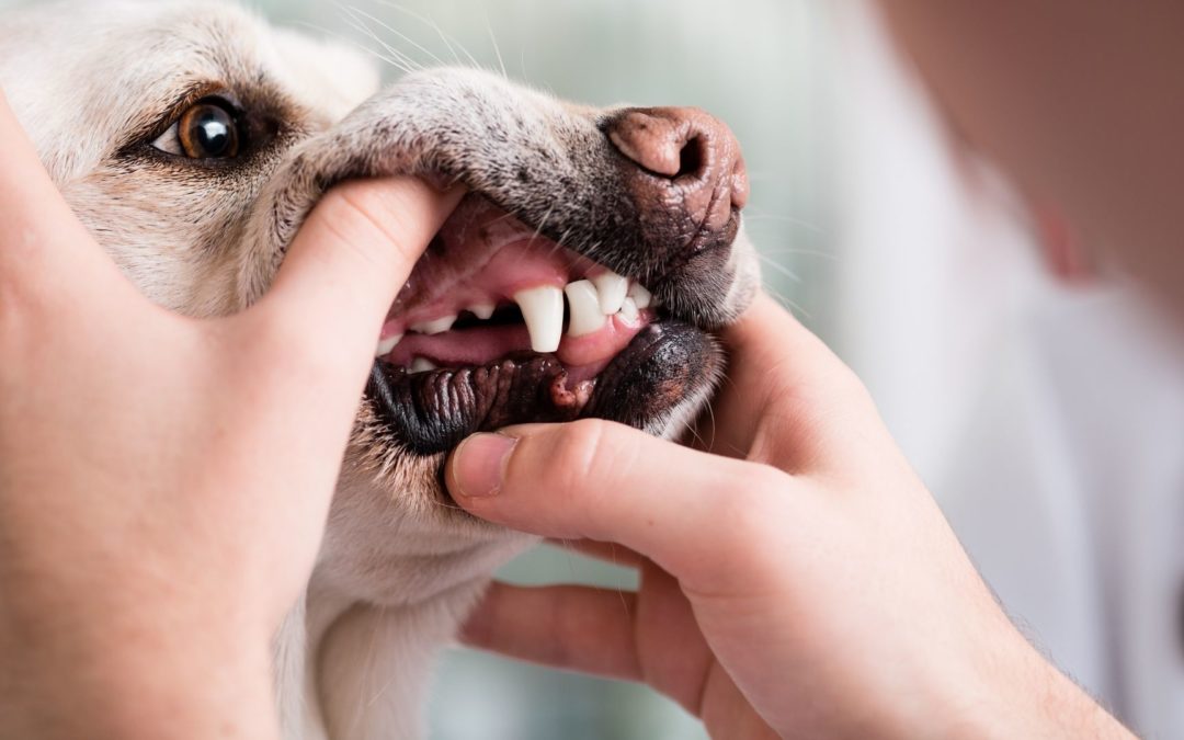 dental checkup dog