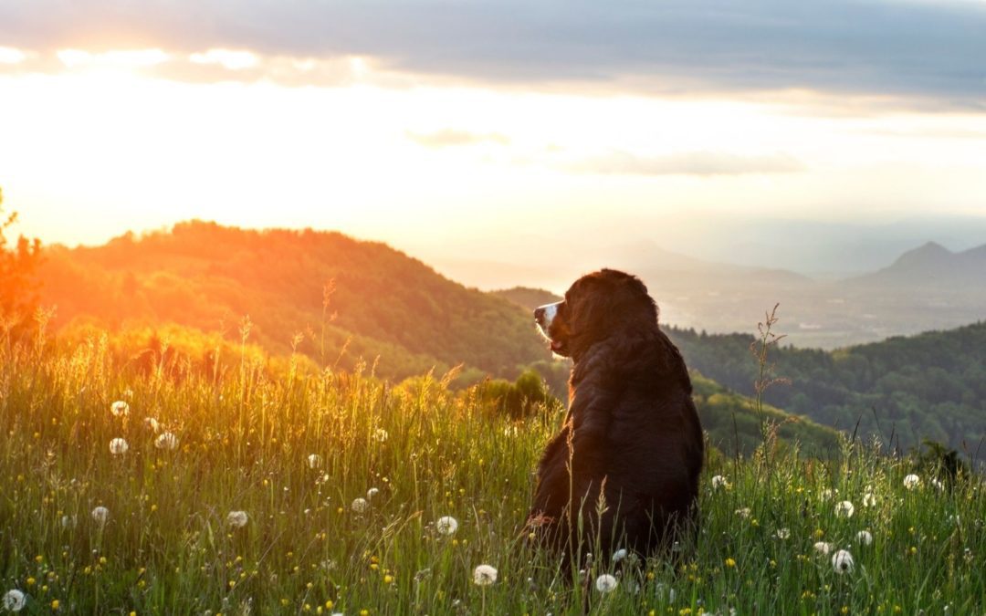 dog sunset outside