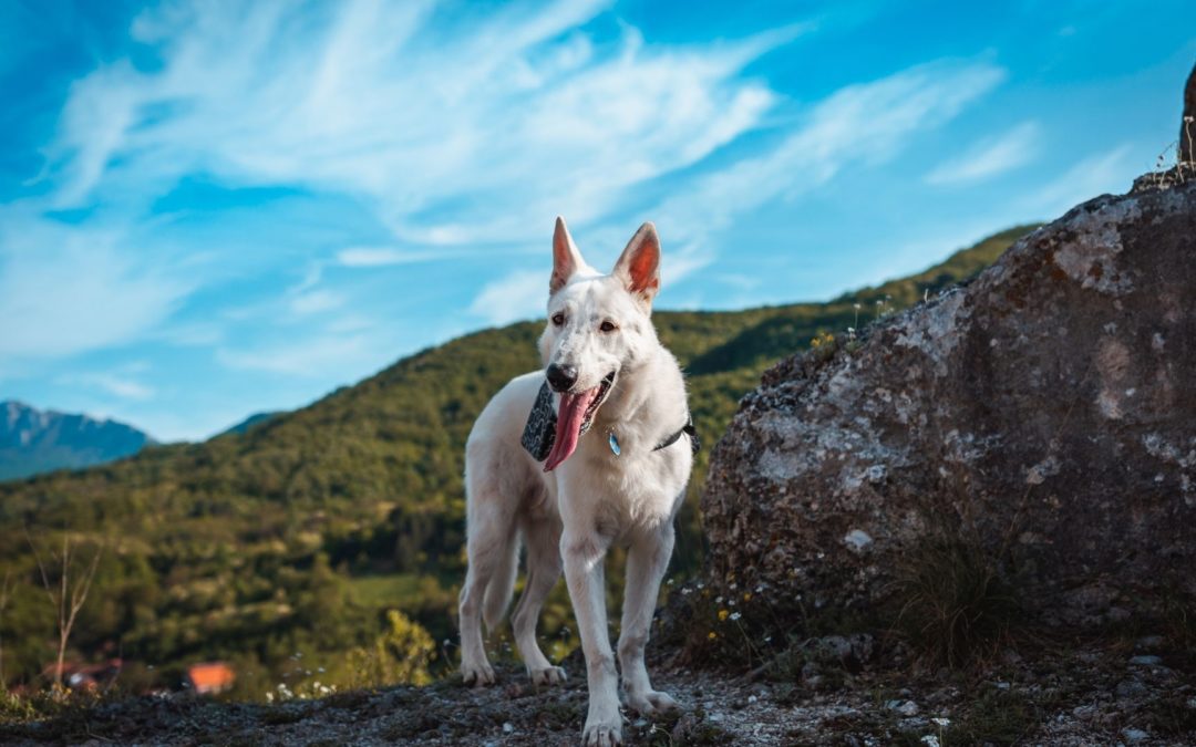 white dog in mountains