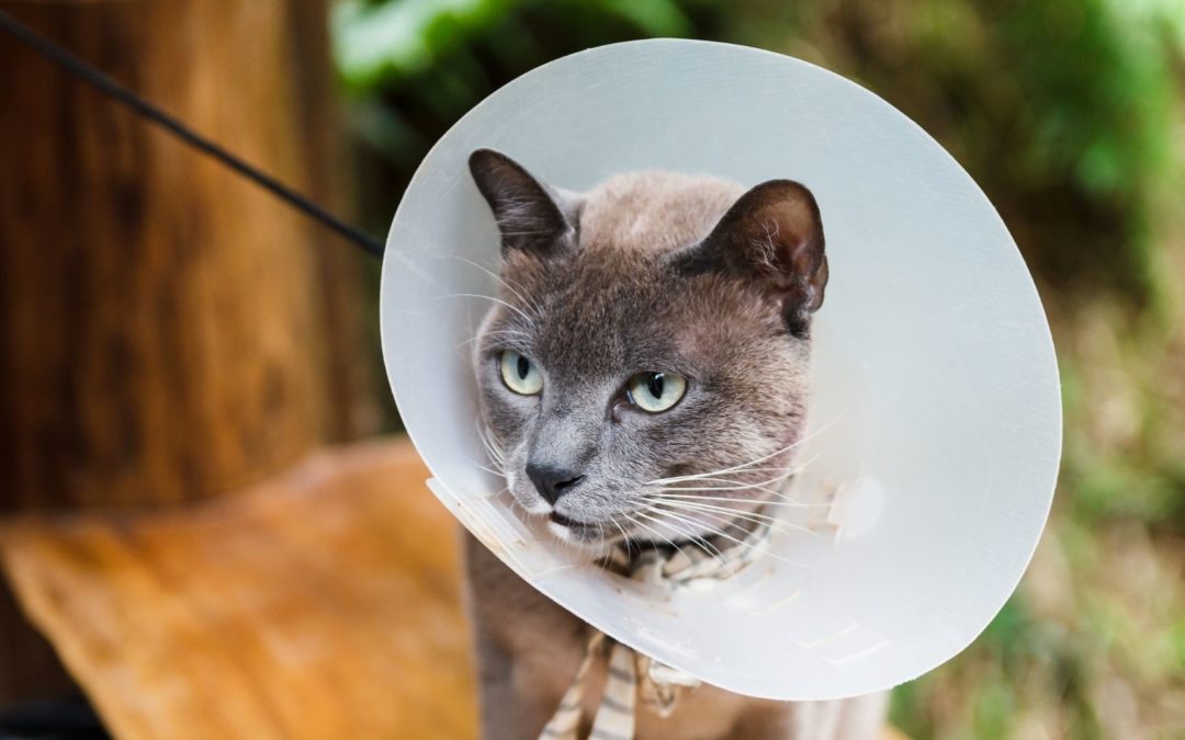 ear infections cat with cone